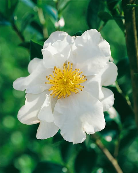 CAMELLIA SASANQUA EDNA BUTLER