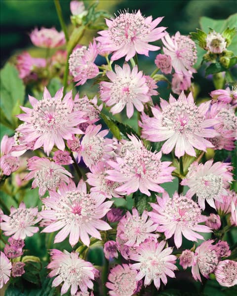 Astrantia Primadonna