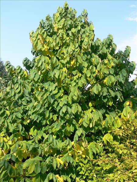Asimina triloba