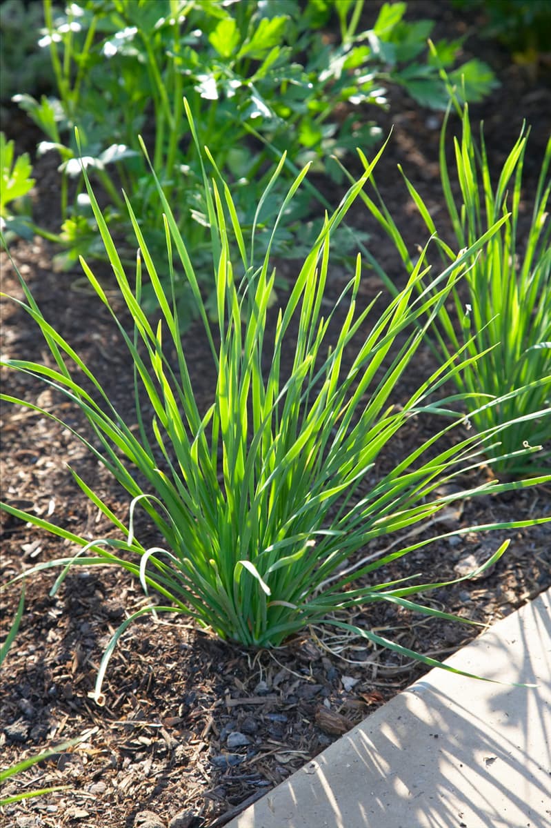 Allium tuberosum