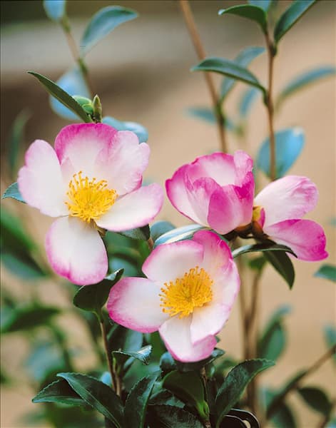 Camellia sasanqua