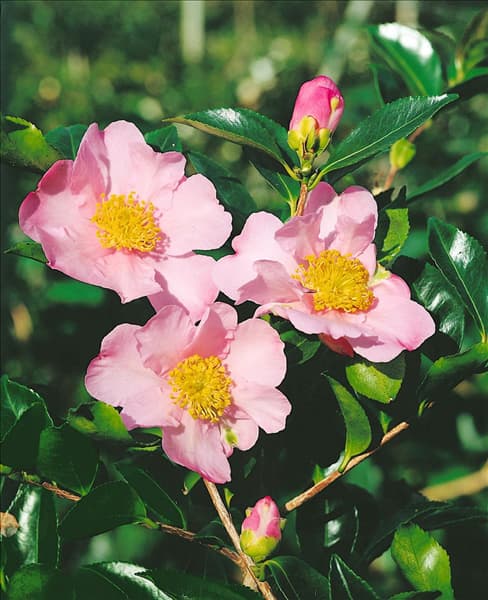 Camellia sasanqua Exquisite