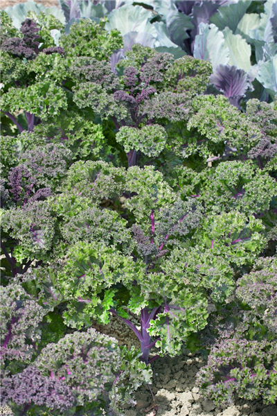 Brassica oleracea var. sabellica