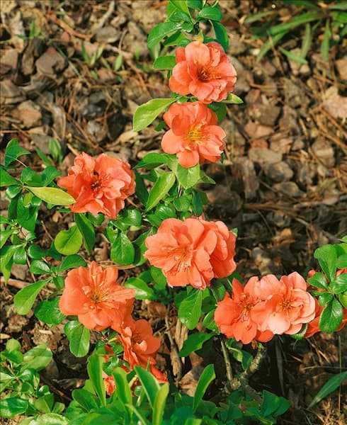 Chaenomeles x superba 'Cameo'