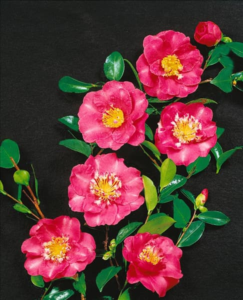 CAMELLIA SASANQUA BELINDA