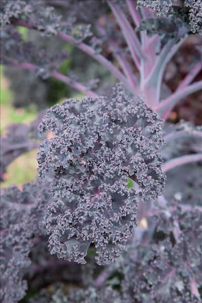 Brassica oleracea var. sabellica