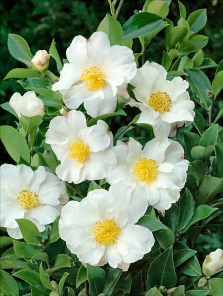 Camellia sasanqua