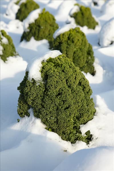 Brassica oleracea var. sabellica mit Schnee bedeckt