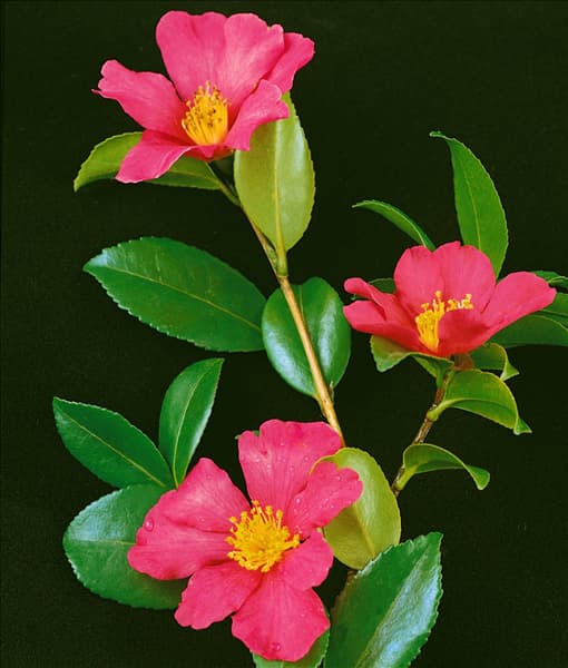 CAMELLIA SASANQUA