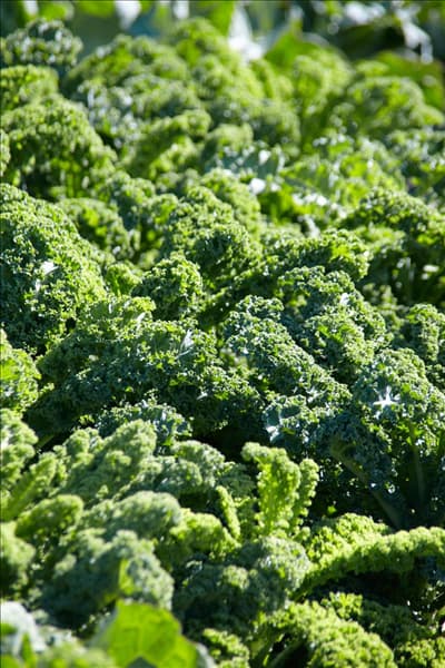 Brassica oleracea var. sabellica