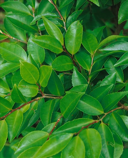 Camellia sasanqua