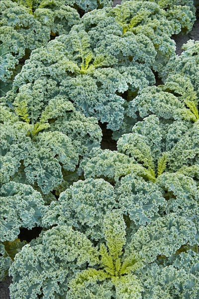 Brassica oleracea var. sabellica Winnetou