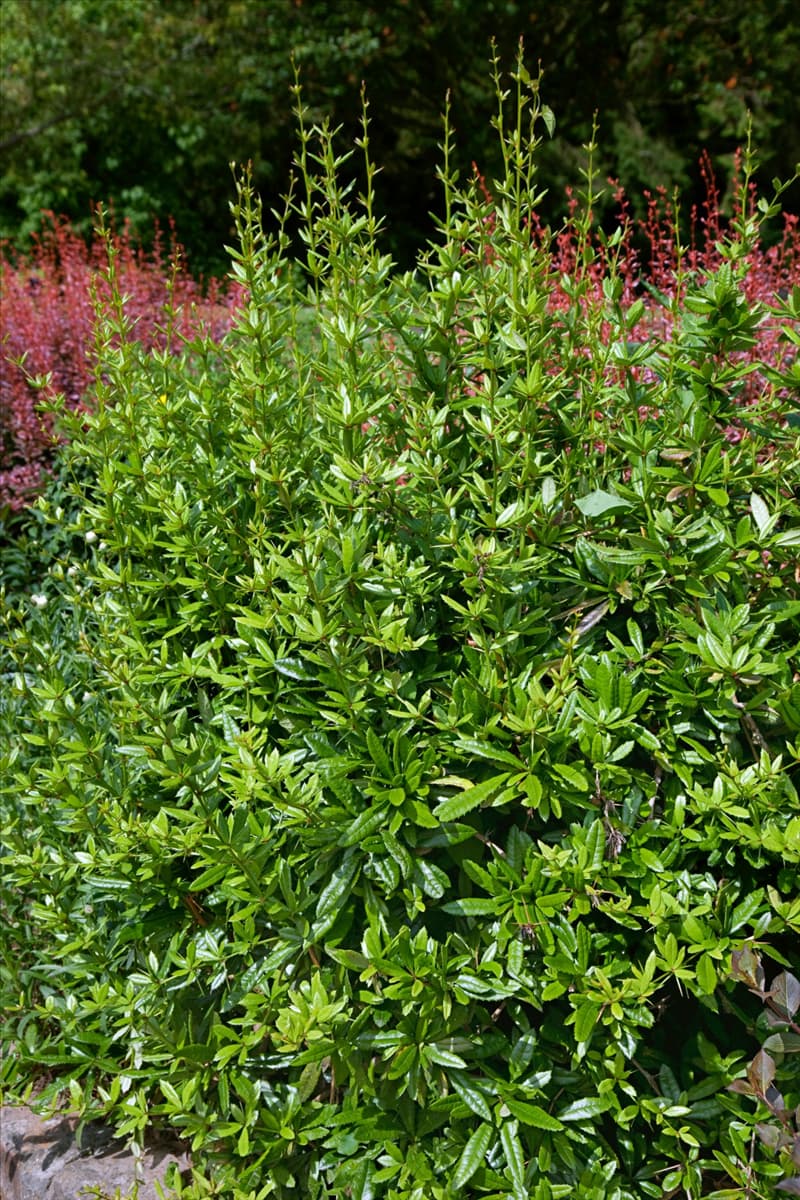Berberis julianae habitus
