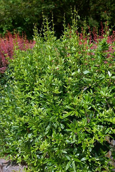 Berberis julianae habitus