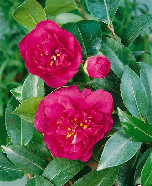 Camellia sasanqua Bonanza
