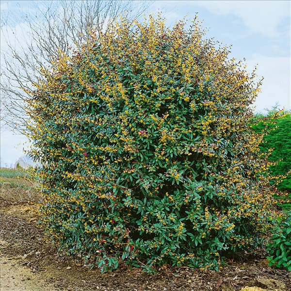 Berberis julianae