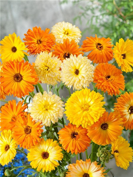 Calendula officinalis 'Prachtmischung'
