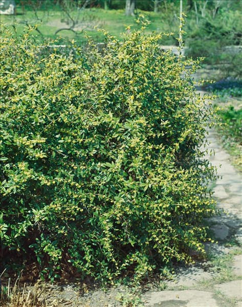 BERBERIS JULIANAE