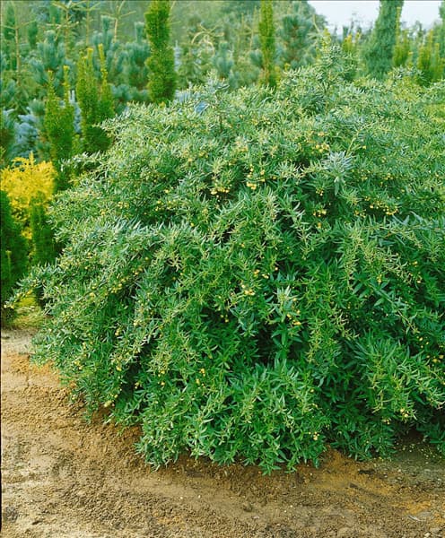 BERBERIS JULIANAE