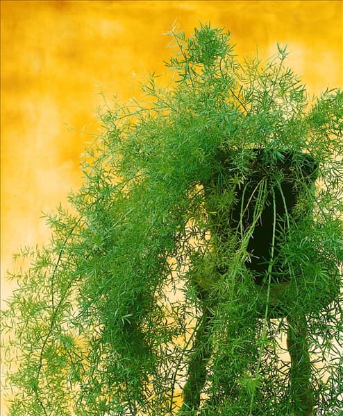 Asparagus densiflorus Sprengeri