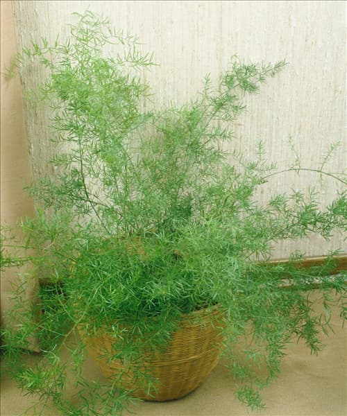 Asparagus densiflorus Sprengeri