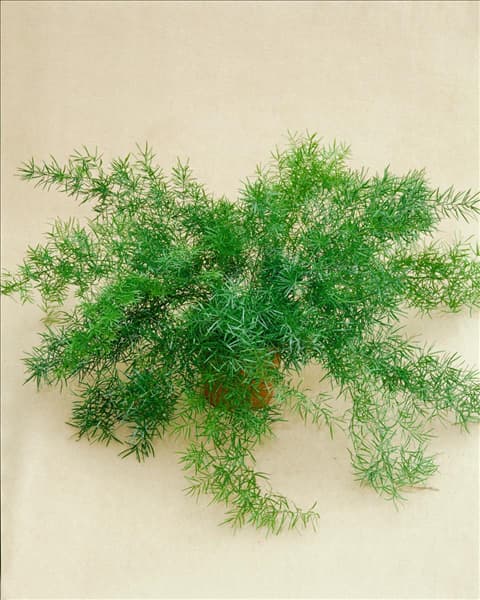 Asparagus densiflorus Sprengeri