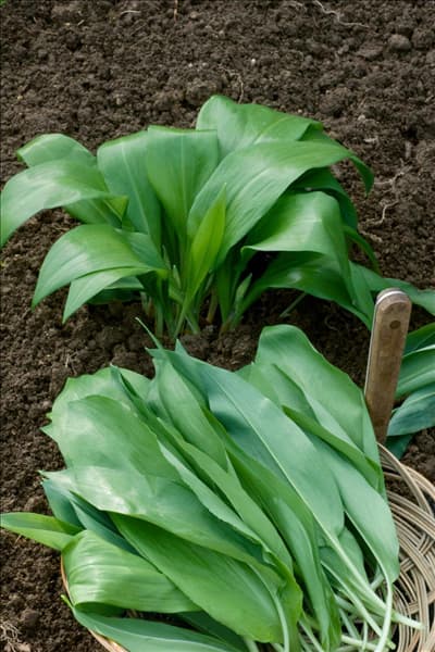 Allium ursinum