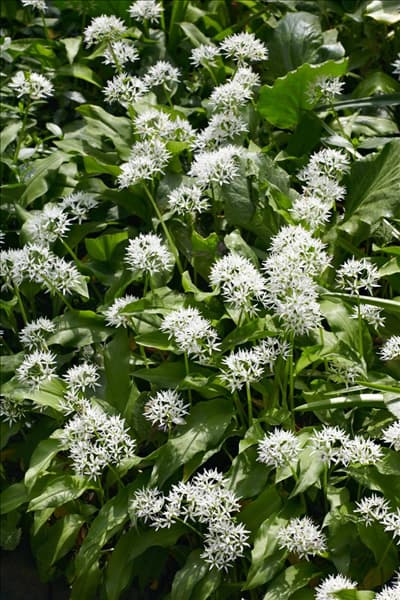 Allium ursinum