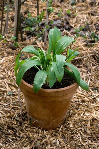 Allium ursinum