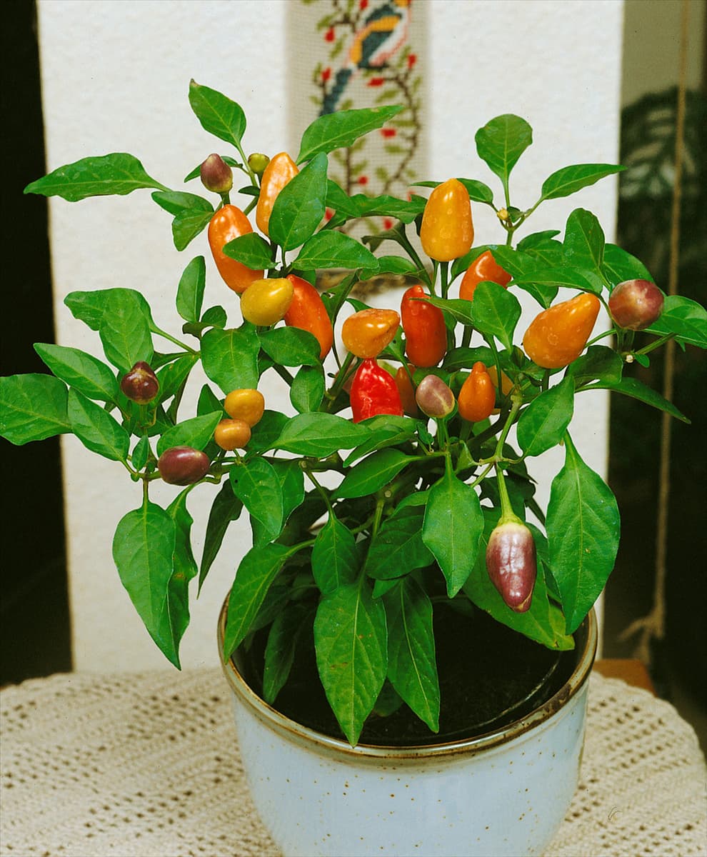 CAPSICUM ANNUUM
