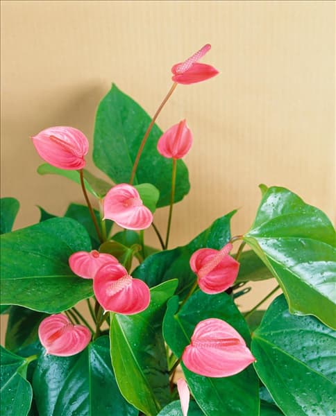 Anthurium x andreanum 'Pink Fever'®