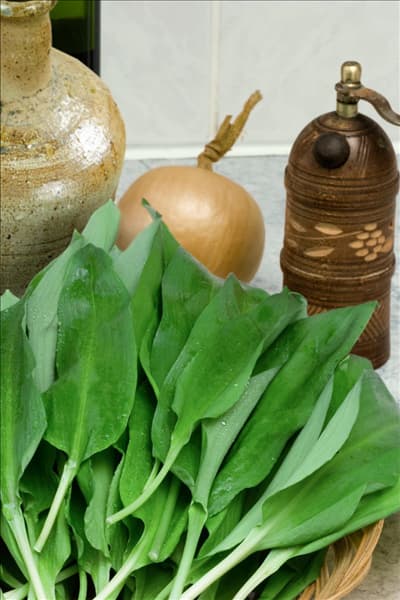 Allium ursinum