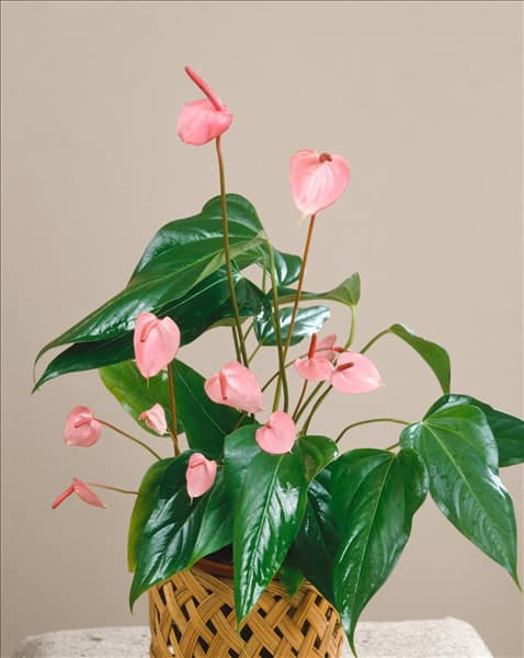 ANTHURIUM SOUTHERN BLUSH