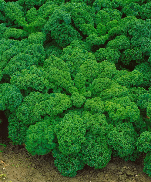 Brassica oleracea var. sabellica Grüner Krauser