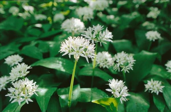 Allium ursinum