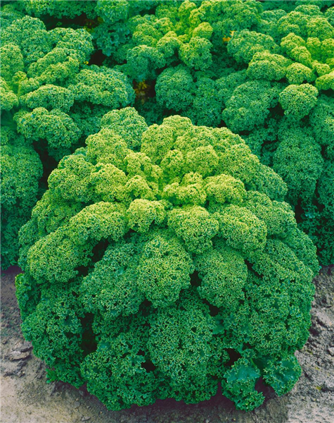 Brassica oleracea var. sabellica Grüner Krauser