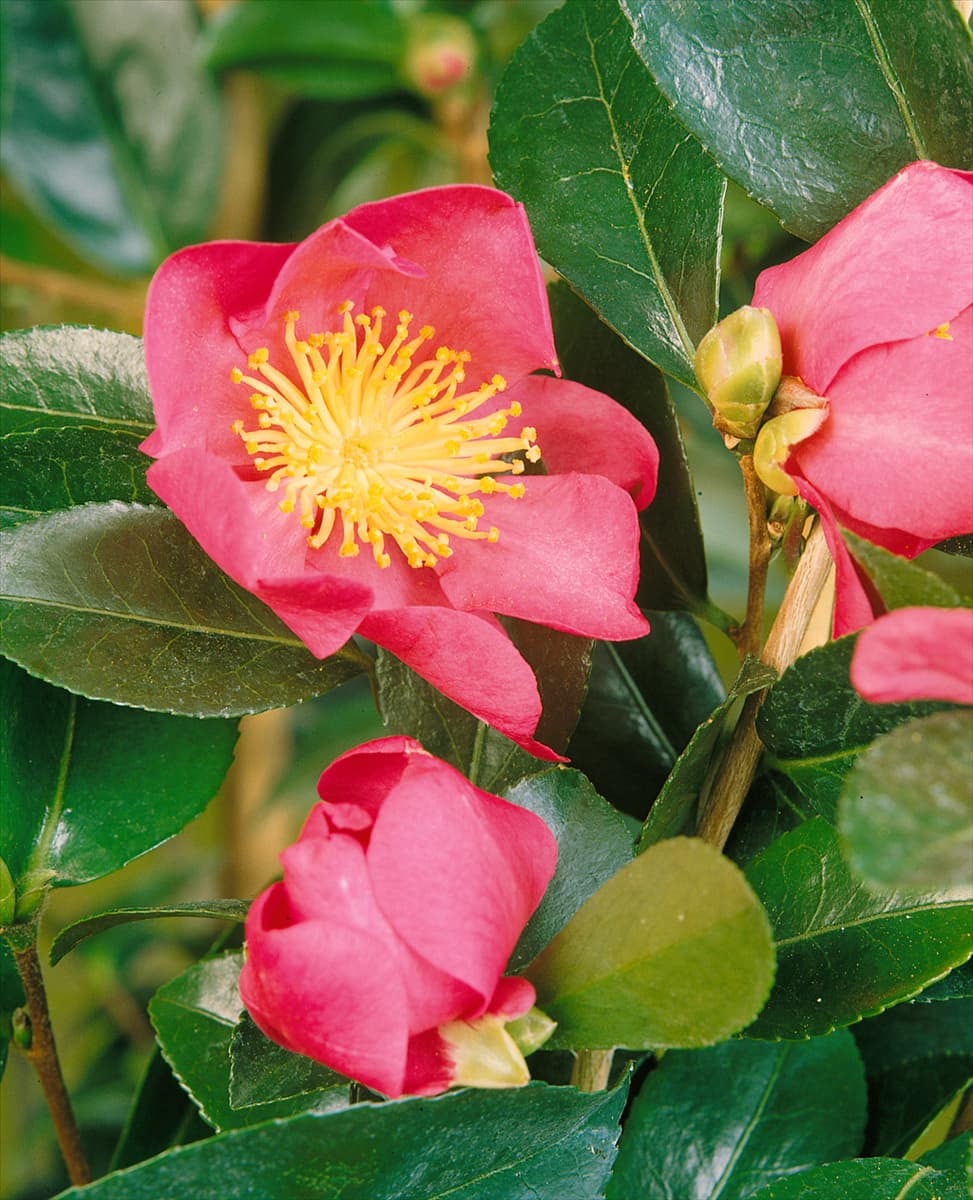 CAMELLIA CRIMSON KING