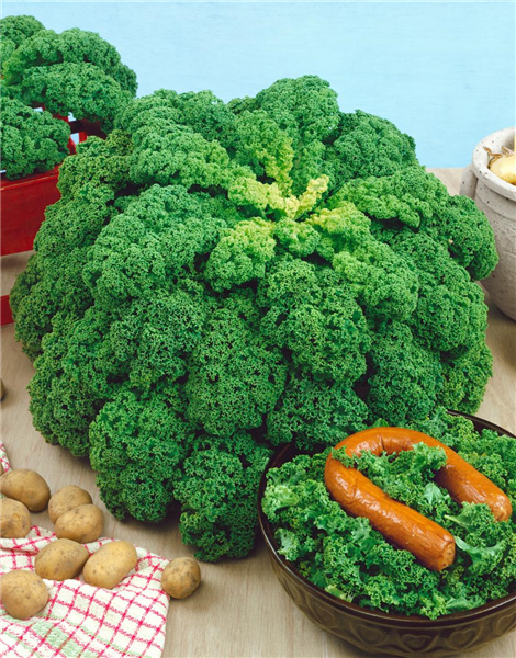 Brassica oleracea var. sabellica Green Curled