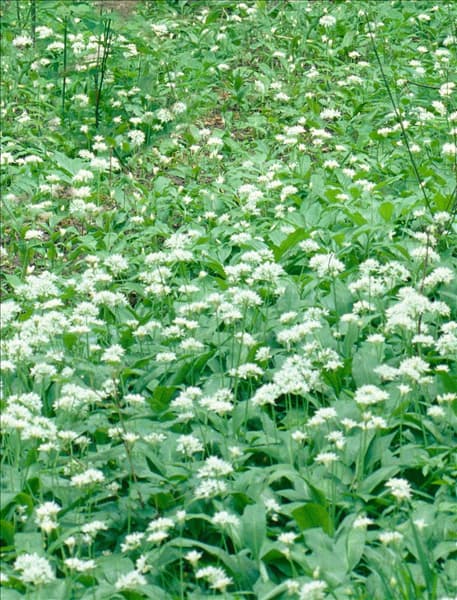 Allium ursinum