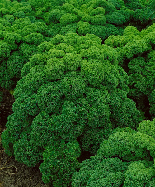 Brassica oleracea var. sabellica Grüner Krauser