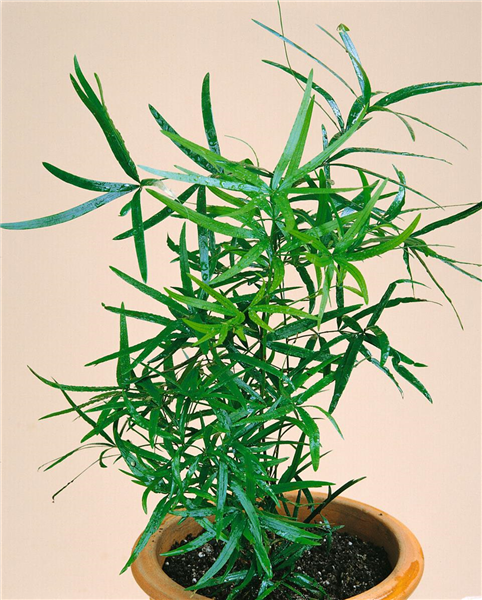 Asparagus falcatus