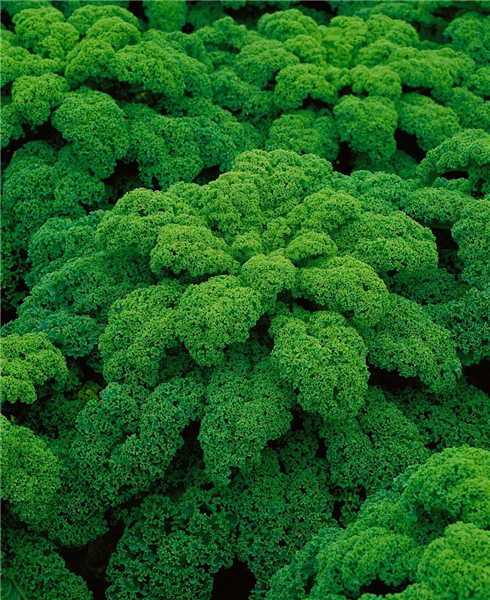 Brassica oleracea var. sabellica Grüner Krauser