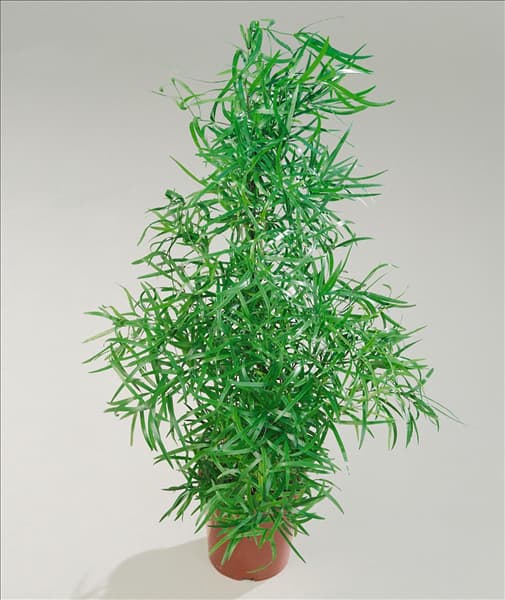 Asparagus falcatus