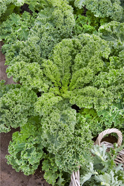Brassica oleracea var. sabellica Grüner Krauser