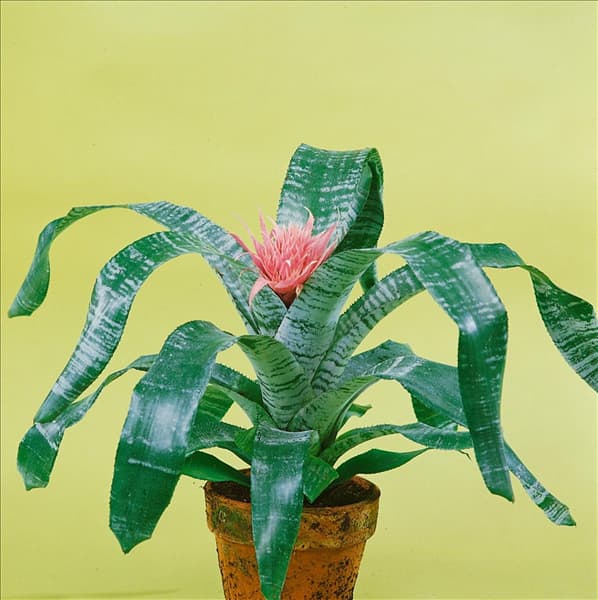 Aechmea