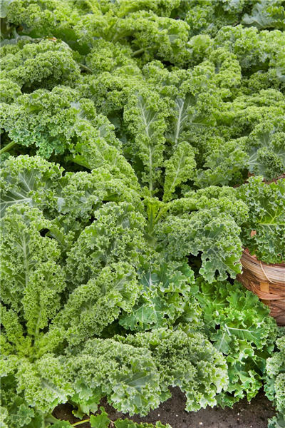Brassica oleracea var. sabellica Grüner Krauser