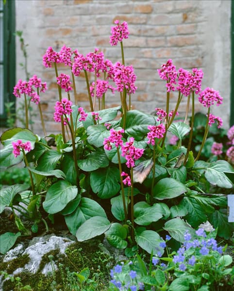Bergenia cordifolia