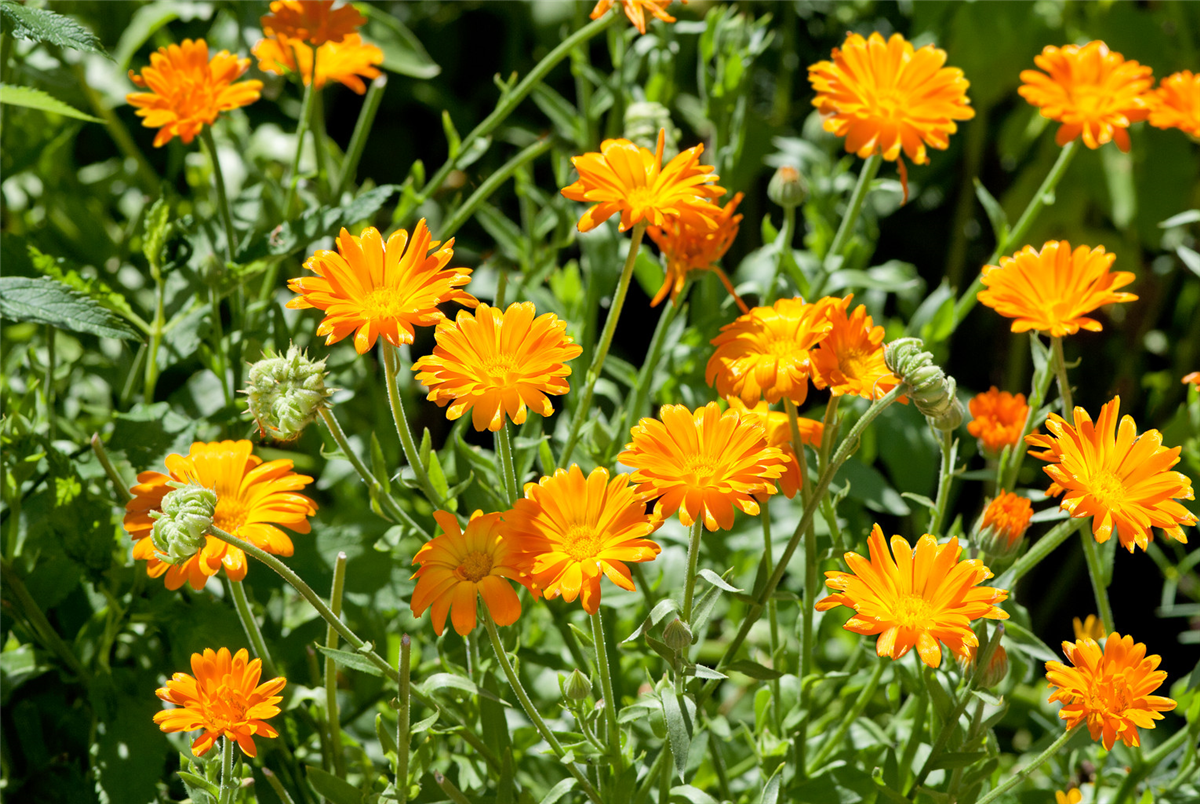 Calendula officinalis Alpha