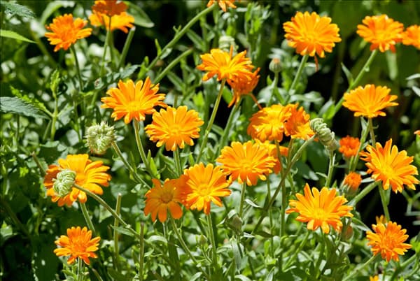 Calendula officinalis 'Ringula'