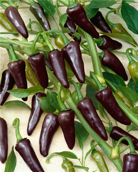 Capsicum Gusto Purple